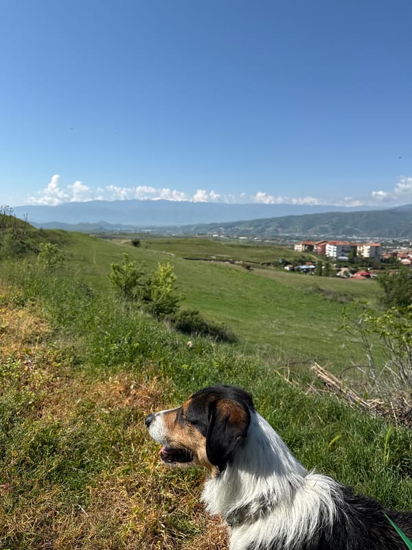 Dog rests on hillside overlooking city and mountains