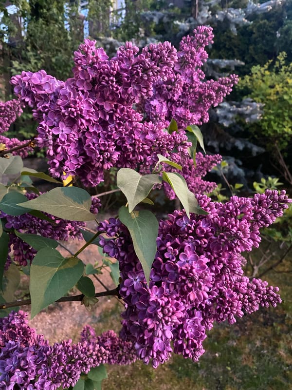 Spring blooms documented in Moscow gardens