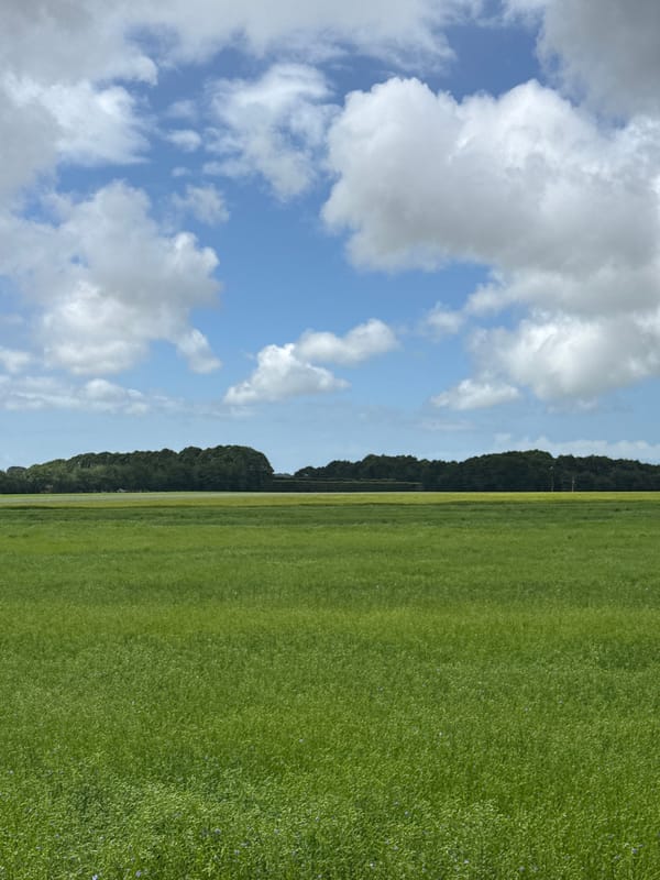 Peaceful grassland landscape captured in Limpiville, France