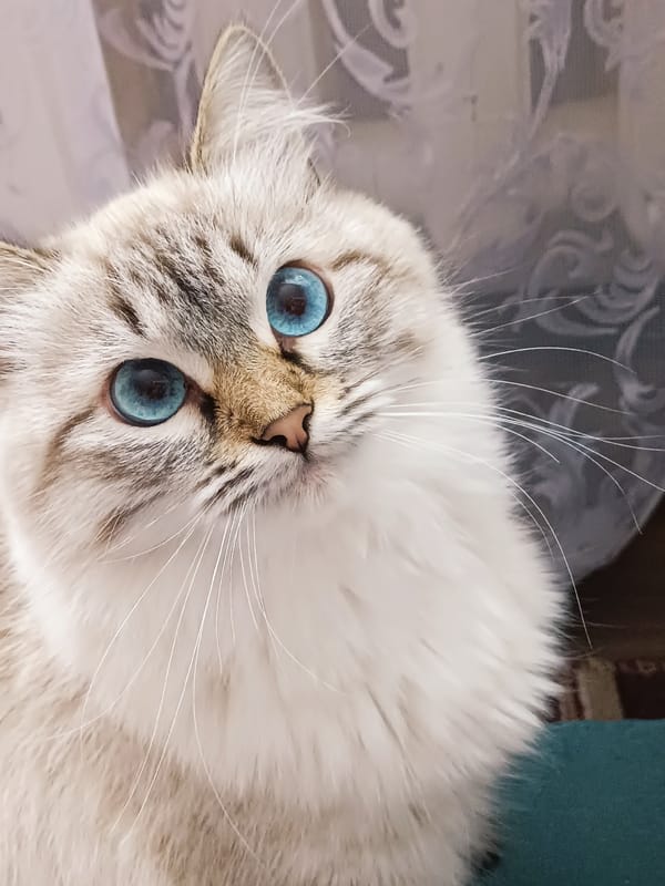 Morning moments in Noviy: Birman cat and woman with rings