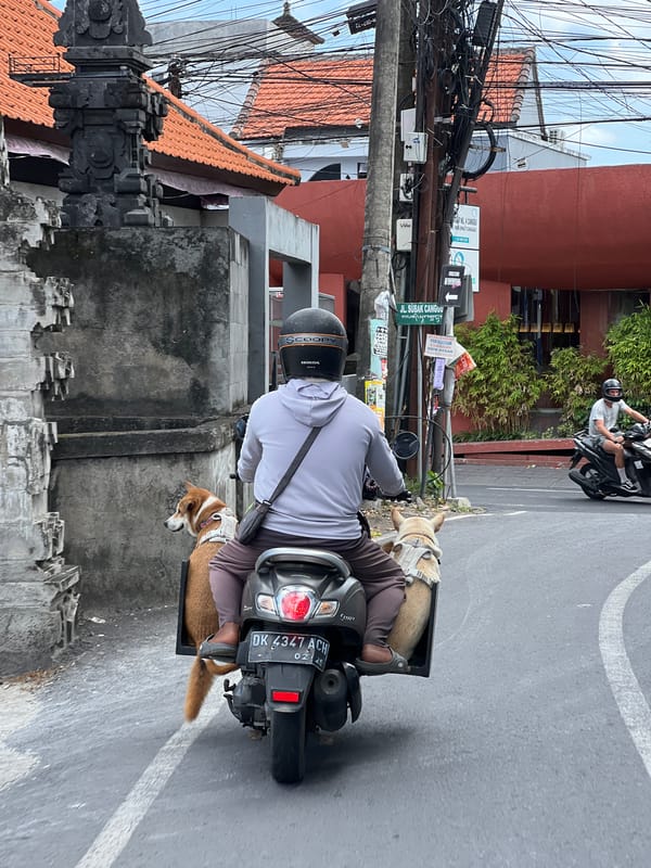 Man transports two dogs via scooter in North Kuta