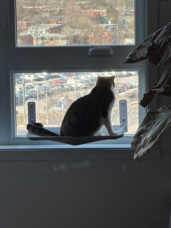 Cat rests on window perch overlooking Laval cityscape