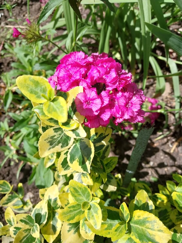 Morning flower photography session in Dnipro garden