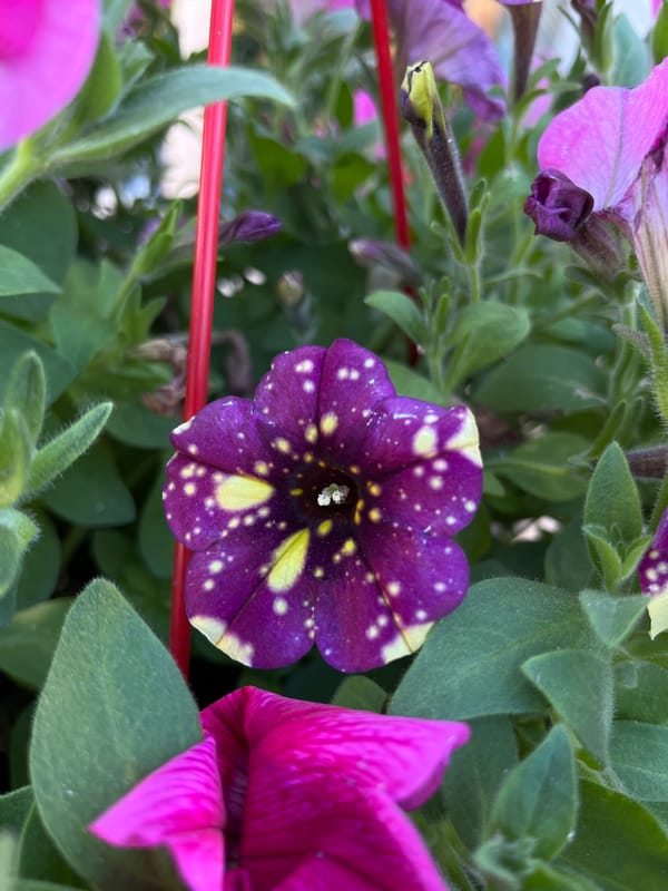 Spring flowers bloom in Bulgarian garden