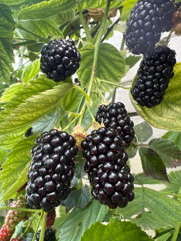 Backyard garden produce, blooming flowers, and a new playground