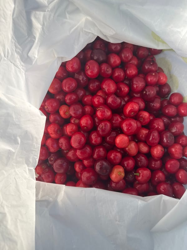 Fresh red cherries spilling from a bag at peak season