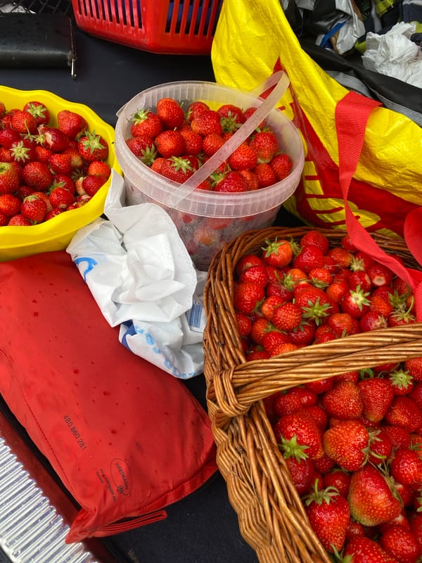 Morning strawberry harvest documented in Černěves, Czechia