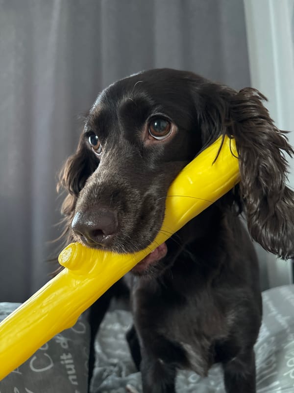 Cocker spaniel puppy plays with yellow toy in Russia