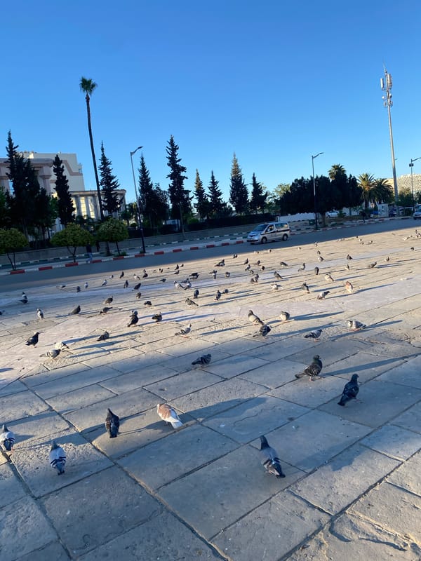 Pigeon flock gathers in Meknes public square