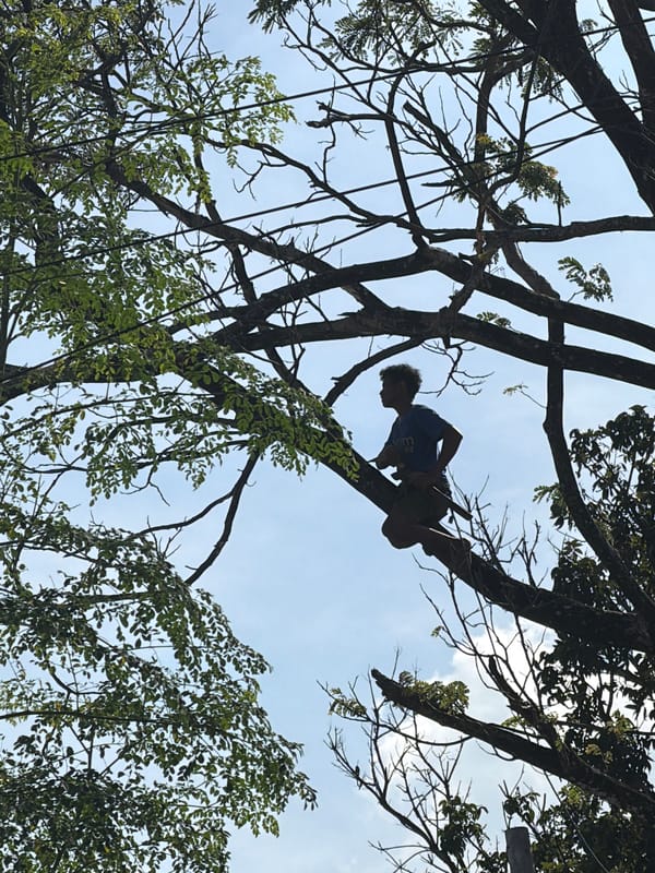 Surfboards on scooters, tree climbing, Southeast Asian street life