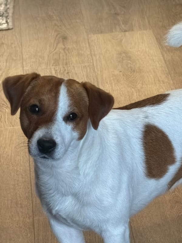 Moscow morning at home with a Jack Russell Terrier
