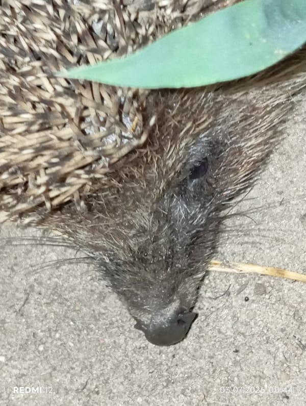 Summer night in Smila: moon, flowers, hedgehog, and a garden