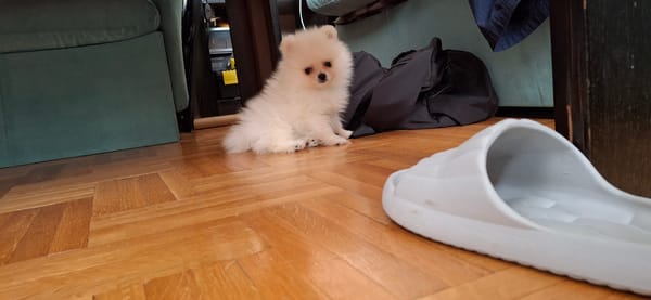 Quiet morning with Pomeranian and Star Wars toys in Sofia