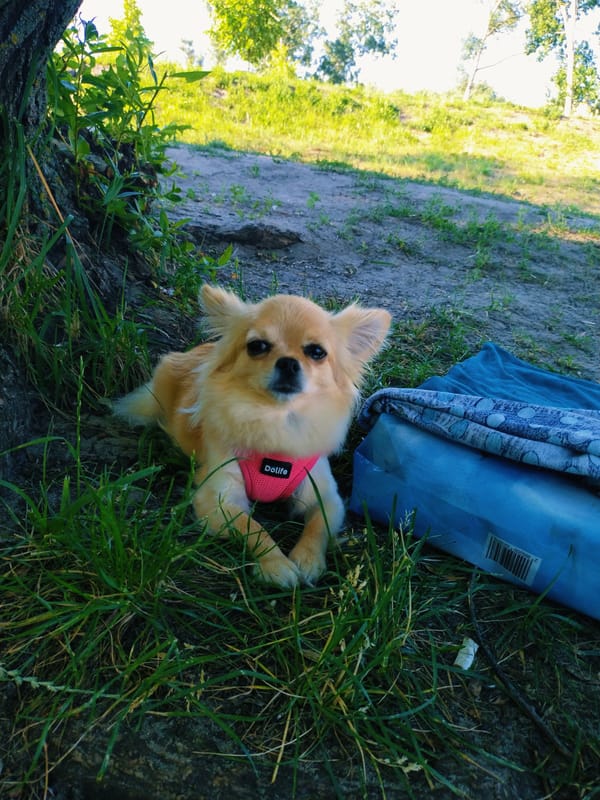 Dogs, wildflowers, and lakeside forest in a Ukrainian city park
