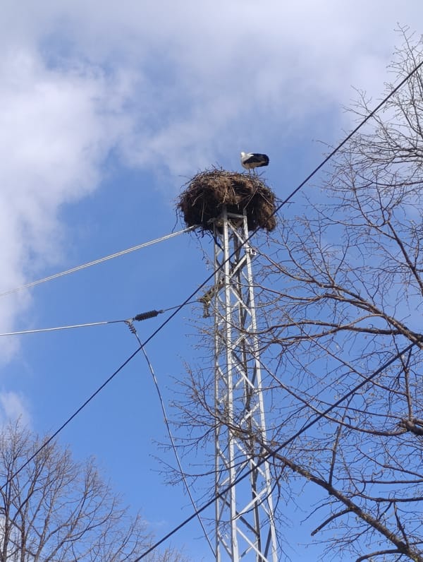 White stork spotted in nest atop tower in Belozem