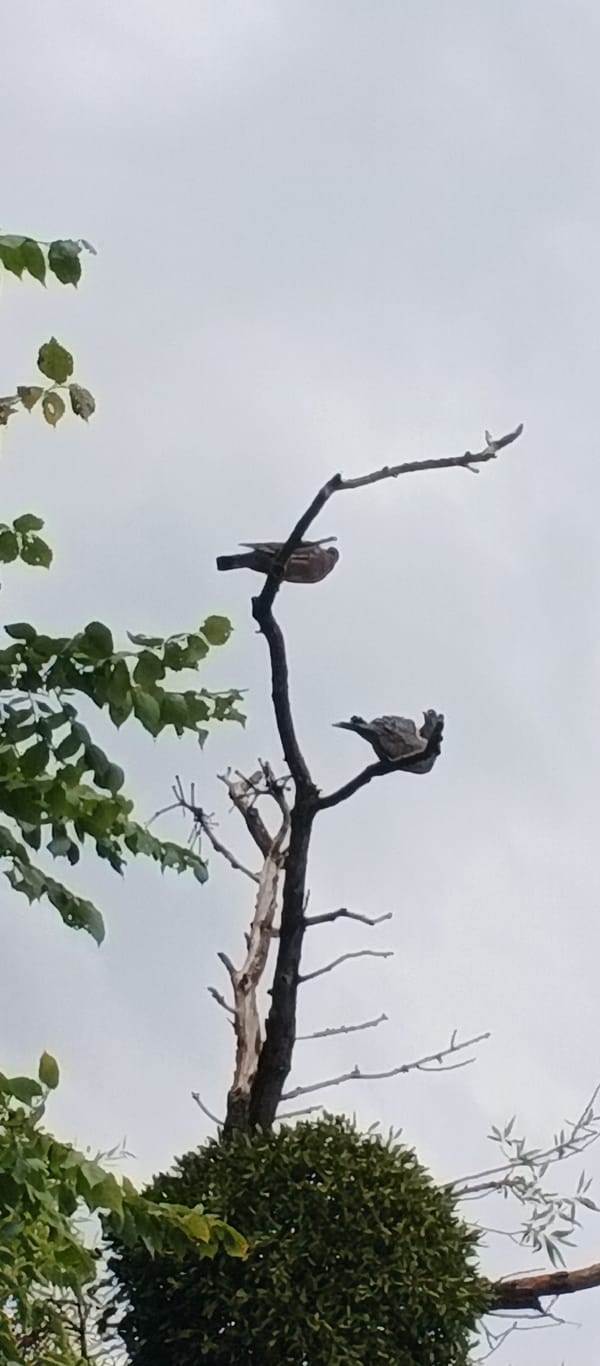 Birds, wildflowers, and overcast skies in Smila, Ukraine