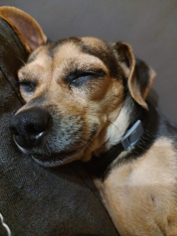 Lazy day in Tervel: a sleeping dog, sodas, and a tour bus stop