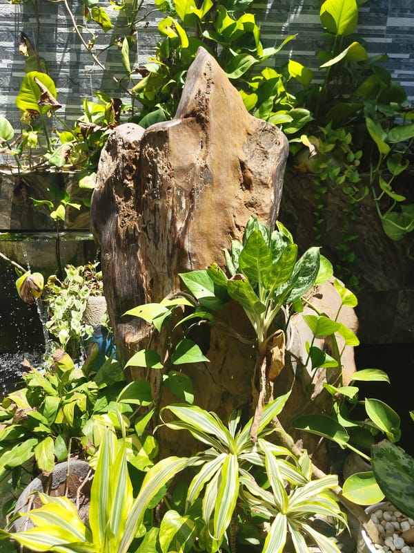 Garden details and street life in Nha Trang's northern ward