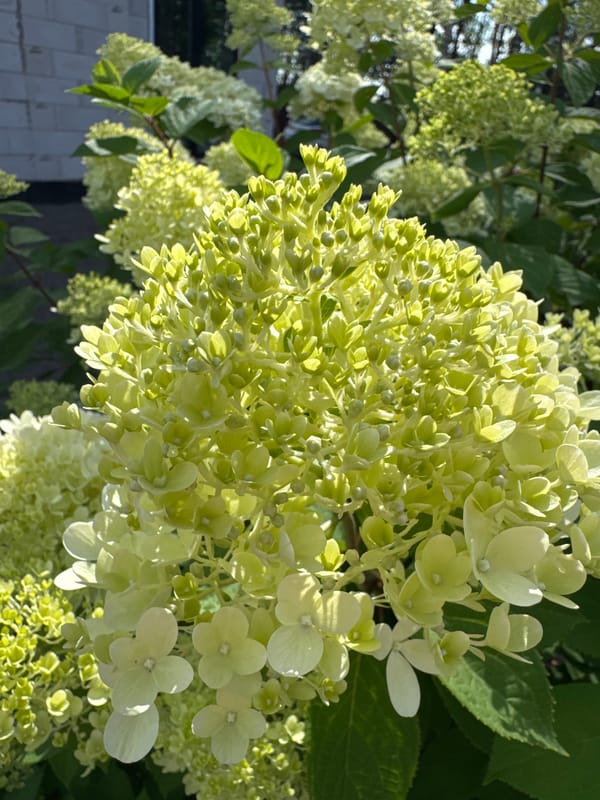 Summer garden in bloom: flowers and yellow raspberries in Steklyannyi