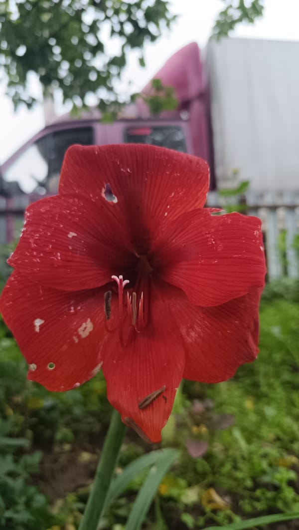 Wet garden flowers and rural scenes in Karsha after rain
