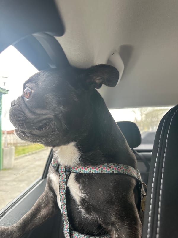 French Bulldog spotted in car during Pesnopoy village visit