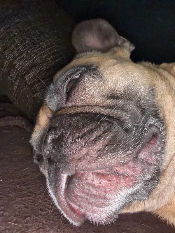 French bulldog napping on couch in Baloži
