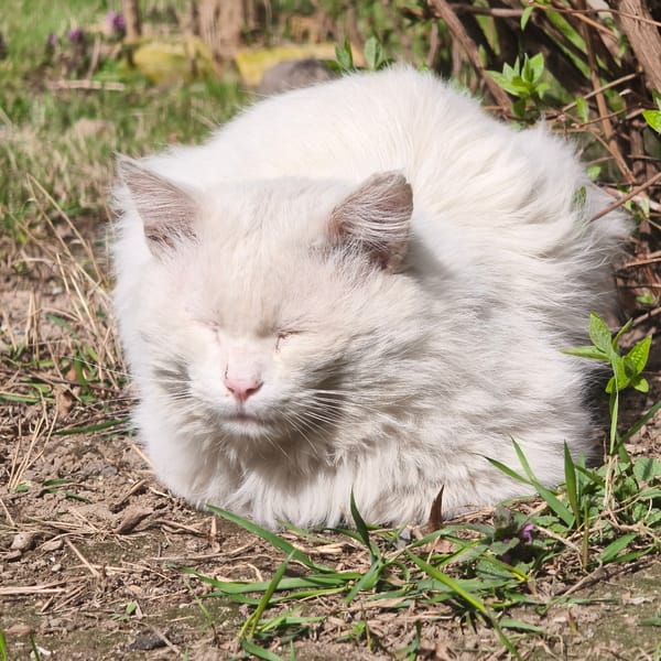 White cat spotted resting peacefully in Hrodna, Belarus