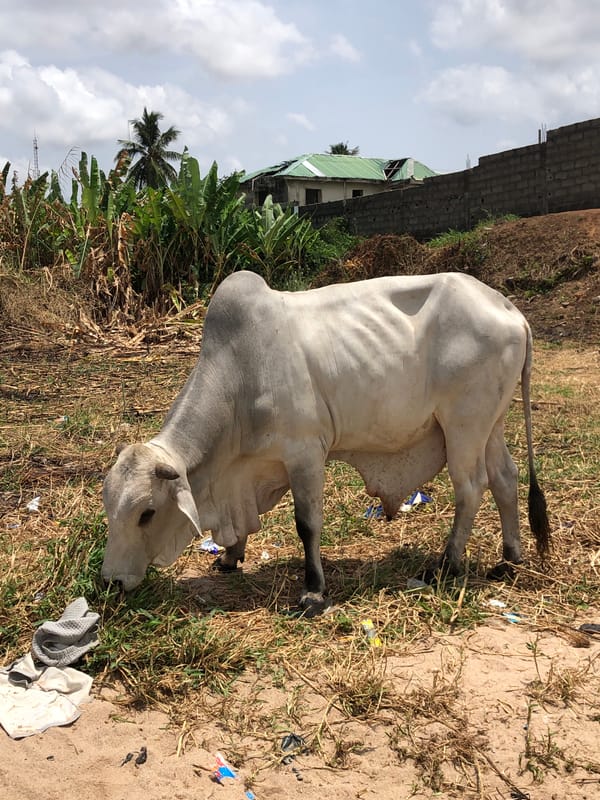 Rural community life documented through cows, children, vegetation observations