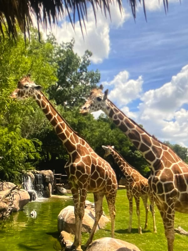 Giraffes, a peacock, and koi fish at the zoo