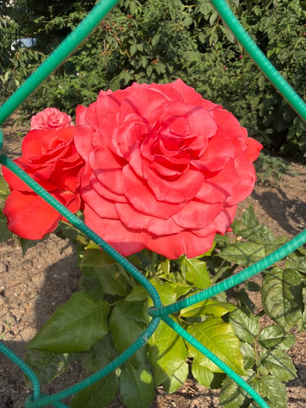 Red and pink roses in bloom, Alushta garden