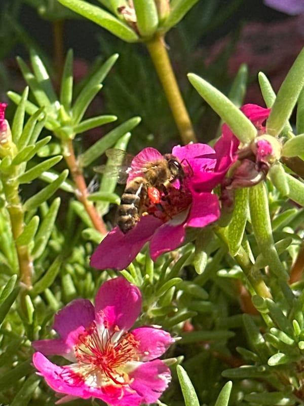 Bees, blooms, and macro details from a Luhansk morning