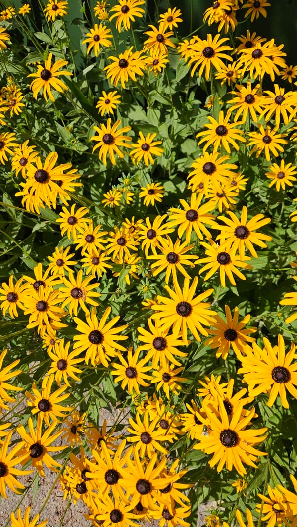 Black-eyed Susans blooming densely in Parushino, Kazakhstan
