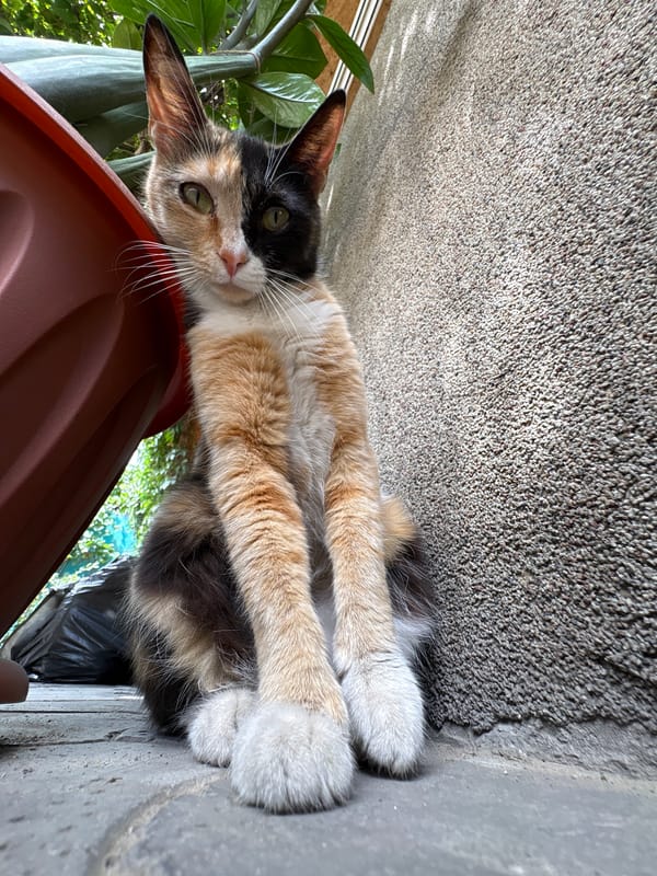 Almaty home full of cats, birds, and garden greenery