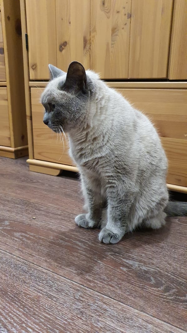 Siamese cat chilling on a wooden floor in Krasnoyarsk