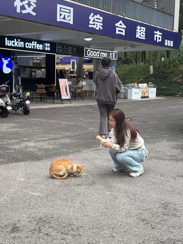 Street moments captured in Jiangjin: cat feeding, scooter rider