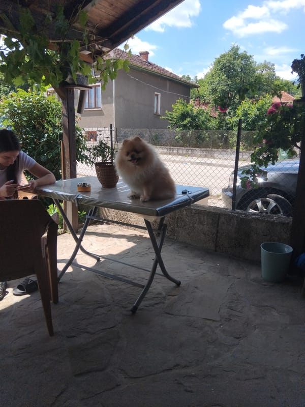 Pomeranian dog stands on table during morning patio scene