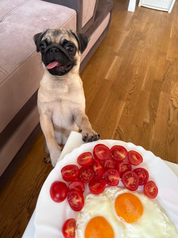 Pugs at home, multiple angles, one eyeing some food