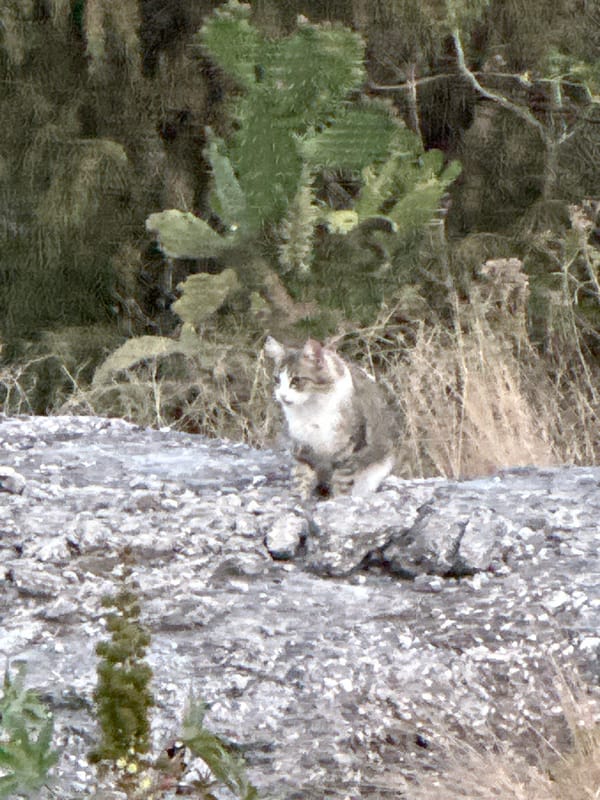 Cat spotted resting on rocky cliff in Puebla