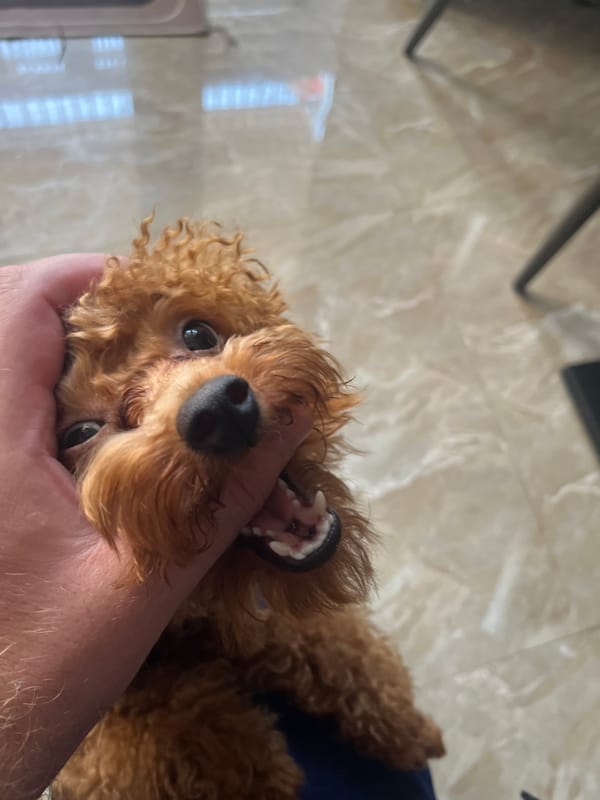 Morning moments with pet dog and city views in Vietnam