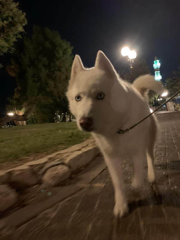 White husky puppy walks Tel Aviv streets at night