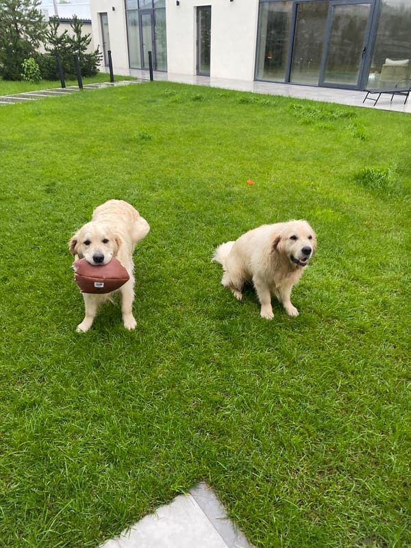 Golden retriever plays with a football in an Izhevsk backyard