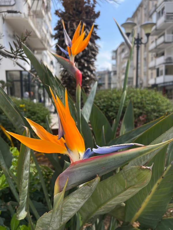 Bird of Paradise flowers bloom in Bar, Montenegro