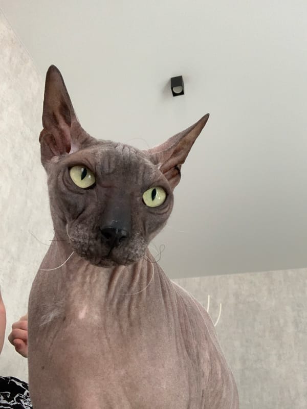 Sphynx Cat Photographed in Various Poses at Perm Home