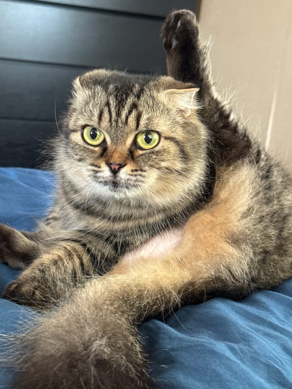 Scottish Fold Cat Photographed in Rural Belarus