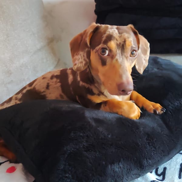 Dapple dachshund goes from alert to fast asleep on the couch