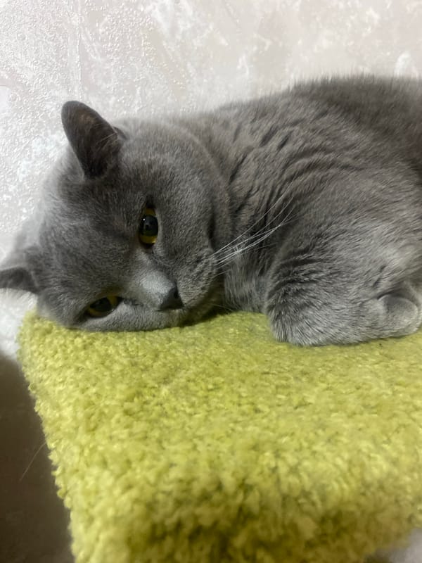 Gray cat rests beside green cushion in Izhevsk home