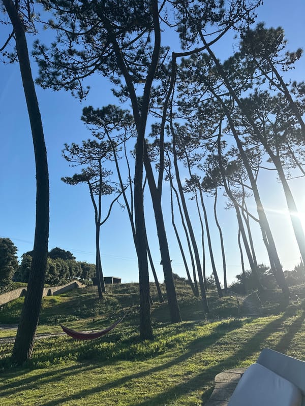 Sunny afternoon pine tree scenes captured in Esposende Portugal