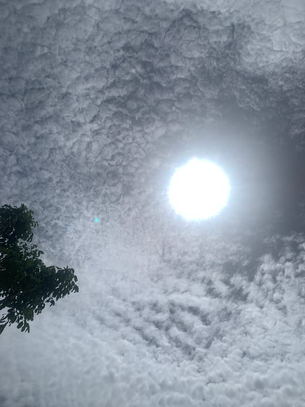 Midday skies and sprouting seedlings in Kuru Karama, Nigeria