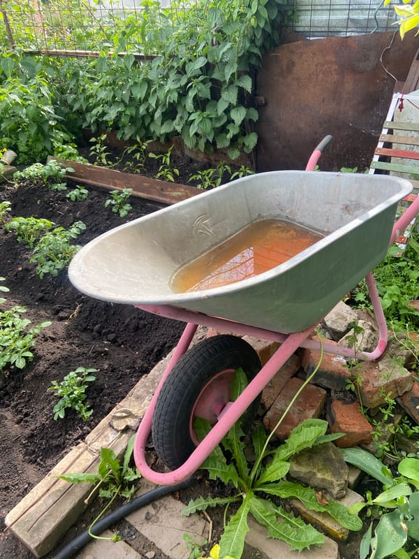 Morning garden documentation captures blooming flowers after rain in Russia