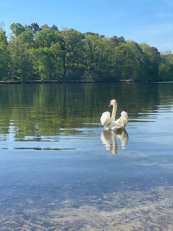 Swan spotted at Teufelssee Lake in Berlin